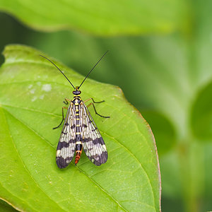 Panorpa vulgaris (Panorpidae)  Nord [France] 26/06/2014 - 40m