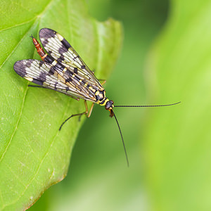 Panorpa vulgaris (Panorpidae)  Nord [France] 26/06/2014 - 40m