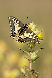 Papilio machaon (Papilionidae)  - Machaon, Grand Porte-Queue Aveyron [France] 05/06/2014 - 810m