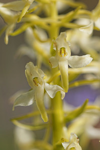 Platanthera bifolia (Orchidaceae)  - Platanthère à deux feuilles, Platanthère à fleurs blanches - Lesser Butterfly-orchid Aveyron [France] 03/06/2014 - 840m