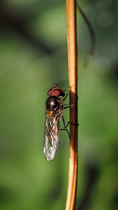 Platycheirus albimanus (Syrphidae)  Nord [France] 22/06/2014 - 40m