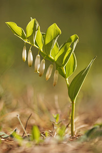 Polygonatum odoratum (Asparagaceae)  - Sceau-de-Salomon odorant, Polygonate officinal, Sceau-de-Salomon officinal - Angular Solomon's-seal Aveyron [France] 03/06/2014 - 800m