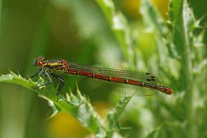 Pyrrhosoma nymphula (Coenagrionidae)  - Petite nymphe au corps de feu - Large Red Damselfly Cantal [France] 07/06/2014 - 740m