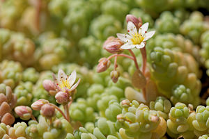 Sedum dasyphyllum (Crassulaceae)  - Orpin à feuilles poilues, Orpin à feuilles serrées, Orpin à feuilles épaisses - Thick-leaved Stonecrop Aveyron [France] 05/06/2014 - 810m