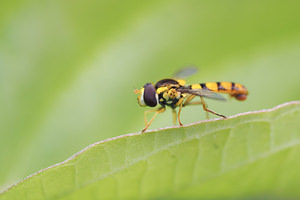 Sphaerophoria scripta (Syrphidae)  Nord [France] 26/06/2014 - 40m