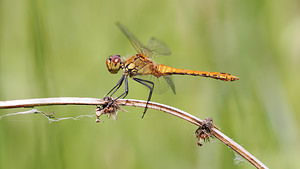 Sympetrum sanguineum Sympétrum sanguin, Sympétrum rouge sang Ruddy Darter