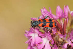 Trichodes alvearius (Cleridae)  - Caliron des abeilles solitaires, Clairon des ruches Aveyron [France] 02/06/2014 - 380m