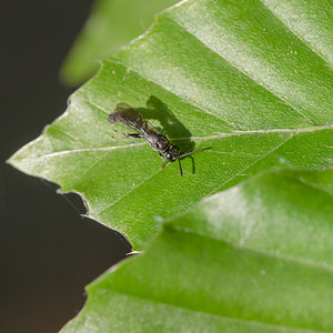 Trypoxylon figulus (Crabronidae)  - Black Wood Borer Wasp Nord [France] 21/06/2014 - 40m