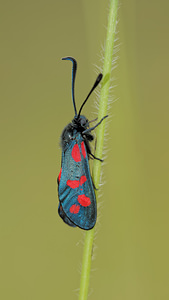 Zygaena filipendulae (Zygaenidae)  - Zygène du Pied-de-Poule, Zygène des Lotiers, Zygène de la Filipendule - Six-spot Burnet Aveyron [France] 02/06/2014 - 570m