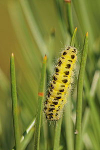 Zygaena filipendulae (Zygaenidae)  - Zygène du Pied-de-Poule, Zygène des Lotiers, Zygène de la Filipendule - Six-spot Burnet Aveyron [France] 03/06/2014 - 790m