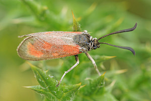 Zygaena loti (Zygaenidae)  - Zygène du Lotier, la Zygène du Fer-à-Cheval, Zygène de la Faucille, Zygène de lHippocrepis - Slender Scotch Burnet Aveyron [France] 02/06/2014 - 410m