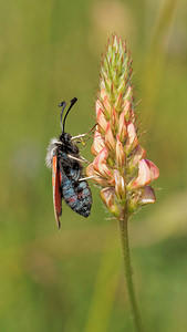 Zygaena rhadamanthus (Zygaenidae)  - Zygène de l'Esparcette, Zygène de la Dorycnie, Zygène cendrée, Zygène rhadamanthe - Algarve Burnet Aveyron [France] 02/06/2014 - 390m