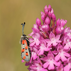 Zygaena rhadamanthus (Zygaenidae)  - Zygène de l'Esparcette, Zygène de la Dorycnie, Zygène cendrée, Zygène rhadamanthe - Algarve Burnet Aveyron [France] 02/06/2014 - 380m