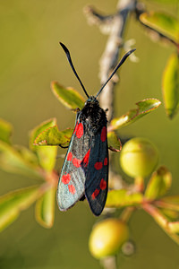 Zygaena transalpina hippocrepidis (Zygaenidae)  - Zygène de lHippocrépide Aveyron [France] 05/06/2014 - 730m