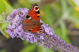 Aglais io (Nymphalidae)  - Paon-du-jour, Paon de jour, Oeil -de-Paon-du-Jour, Paon, Oeil-de-Paon - Peacock Nord [France] 14/07/2014 - 30m