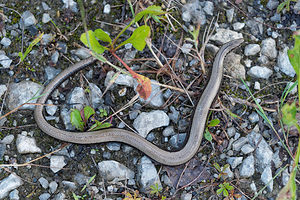 Anguis fragilis (Anguidae)  - Orvet fragile - Slow Worm Philippeville [Belgique] 13/07/2014 - 180m