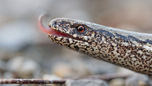 Anguis fragilis (Anguidae)  - Orvet fragile - Slow Worm Philippeville [Belgique] 13/07/2014 - 180m