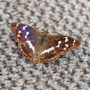 Apatura iris (Nymphalidae)  - Grand mars changeant - Purple Emperor Nord [France] 14/07/2014 - 160m