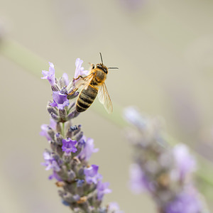 Apis mellifera (Apidae)  - Abeille domestique, Abeille européenne, Abeille mellifère, Mouche à miel - Honey Bee Marne [France] 19/07/2014 - 100m