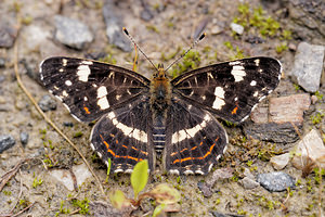 Araschnia levana (Nymphalidae)  - Carte géographique, Jaspé - Map Nord [France] 14/07/2014 - 160m