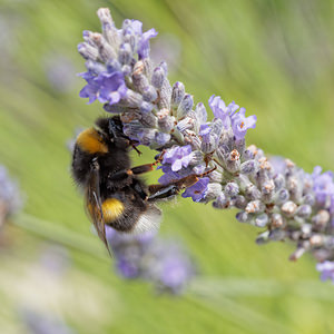 Bombus lucorum (Apidae)  - Bourdon des forêts, Bourdon des saussaies, Petit bourdon terrestre - White-tailed Bumble Bee Marne [France] 20/07/2014 - 100m