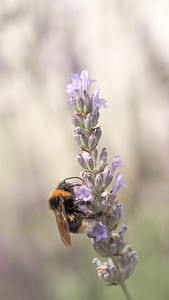 Bombus lucorum (Apidae)  - Bourdon des forêts, Bourdon des saussaies, Petit bourdon terrestre - White-tailed Bumble Bee Marne [France] 19/07/2014 - 100m