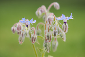 Borago officinalis Bourrache officinale Borage