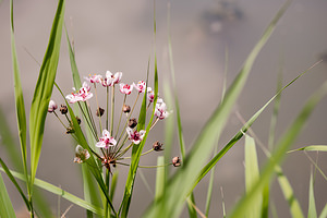 Butomus umbellatus (Butomaceae)  - Butome en ombelle, Jonc fleuri, Carélé - Flowering-rush Nord [France] 01/07/2014 - 40m