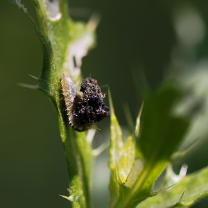 Cassida rubiginosa (Chrysomelidae)  - Thistle Tortoise Beetle Nord [France] 02/07/2014 - 30m