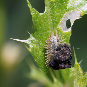 Cassida rubiginosa (Chrysomelidae)  - Thistle Tortoise Beetle Nord [France] 02/07/2014 - 30m