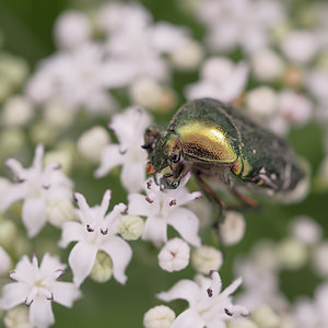 Cetonia aurata (Scarabaeidae)  - Cétoine dorée, Hanneton des roses - Rose Chafer Marne [France] 20/07/2014 - 230m