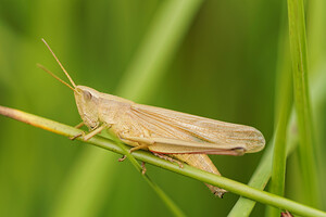 Chrysochraon dispar (Acrididae)  - Criquet des clairières Dinant [Belgique] 12/07/2014 - 480m