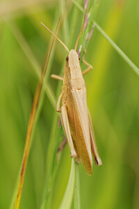 Chrysochraon dispar (Acrididae)  - Criquet des clairières Dinant [Belgique] 12/07/2014 - 480m