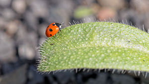 Coccinella quinquepunctata Five-spot Ladybird