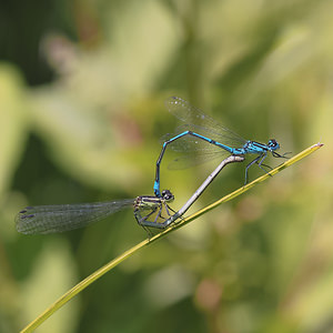 Coenagrion puella (Coenagrionidae)  - Agrion jouvencelle - Azure Damselfly Nord [France] 01/07/2014 - 40m