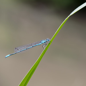 Coenagrion puella (Coenagrionidae)  - Agrion jouvencelle - Azure Damselfly Nord [France] 01/07/2014 - 40m
