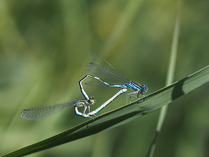 Coenagrion scitulum (Coenagrionidae)  - Agrion mignon - Dainty Damselfly Nord [France] 01/07/2014 - 40m