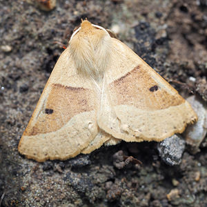 Crocallis elinguaria (Geometridae)  - Phalène de la Mancienne, Crocalle commune - Scalloped Oak Marne [France] 19/07/2014 - 100m