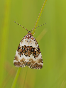 Deltote deceptoria (Noctuidae)  - Erastrie noirâtre - Pretty Marbled Dinant [Belgique] 12/07/2014 - 490m