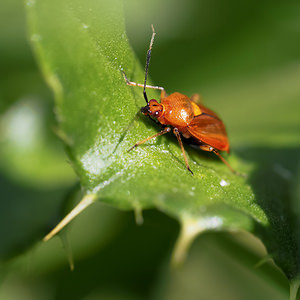 Deraeocoris ruber (Miridae)  Nord [France] 02/07/2014 - 30m