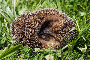 Erinaceus europaeus (Erinaceidae)  - Hérisson d'Europe - West European Hedgehog Nord [France] 02/07/2014 - 20m