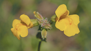 Erythranthe guttata (Phrymaceae)  - Mimule tacheté, Érythranthe tachetée - Monkeyflower Nord [France] 01/07/2014 - 40m