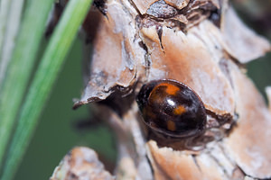 Exochomus quadripustulatus (Coccinellidae)  - Pine Ladybird Marne [France] 19/07/2014 - 100m