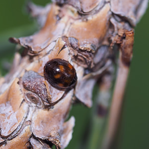 Exochomus quadripustulatus (Coccinellidae)  - Pine Ladybird Marne [France] 19/07/2014 - 100m