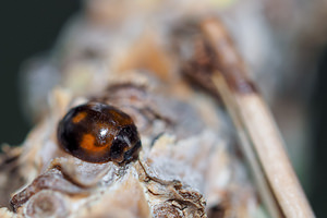 Exochomus quadripustulatus (Coccinellidae)  - Pine Ladybird Marne [France] 19/07/2014 - 100m