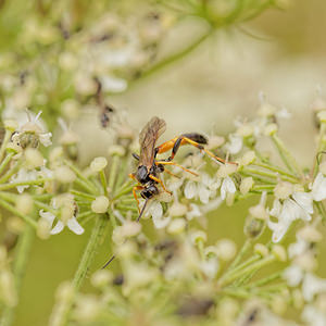 Ichneumon emancipatus (Ichneumonidae)  Dinant [Belgique] 12/07/2014 - 490m