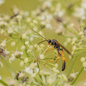 Ichneumon emancipatus (Ichneumonidae)  Dinant [Belgique] 12/07/2014 - 490m