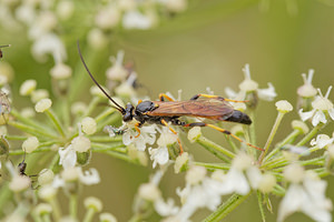 Ichneumon emancipatus (Ichneumonidae)  Dinant [Belgique] 12/07/2014 - 490m