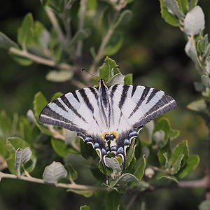 Iphiclides podalirius (Papilionidae)  - Flambé - Scarce Swallowtail Ardeche [France] 24/07/2014 - 340m