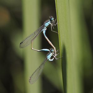 Ischnura elegans (Coenagrionidae)  - Agrion élégant - Blue-tailed Damselfly Nord [France] 01/07/2014 - 40m